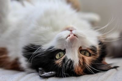 Close-up portrait of cat lying on back