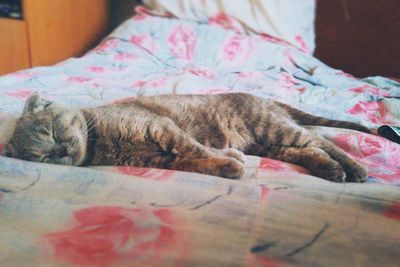 Side view of a cat sleeping in bed