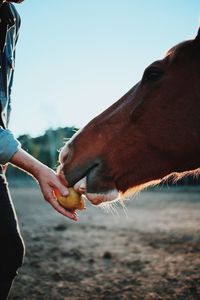Close-up of hand feeding horse