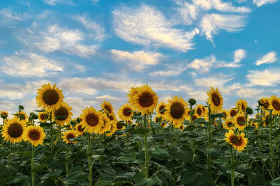 Close-up of yellow flowering plants on field against sky