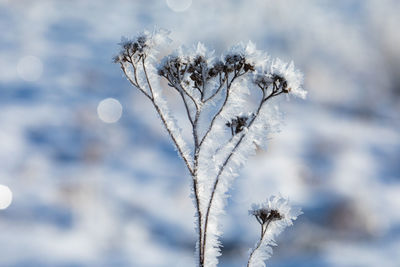 Close-up of frozen plant