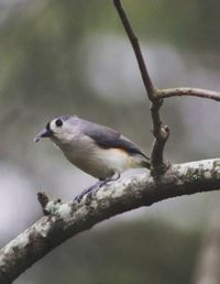 Close-up of bird perching on branch