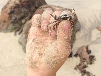 Close-up of cropped sand covered hand holding crab at beach