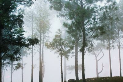 Trees in forest against sky