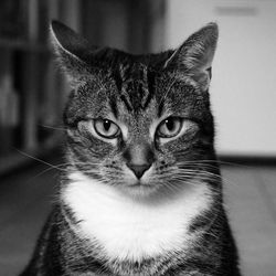 Close-up portrait of tabby cat