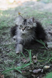 Portrait of cat on field