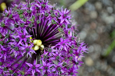 Close-up of purple flowers blooming outdoors