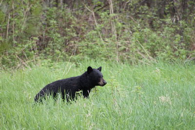 Bear on field