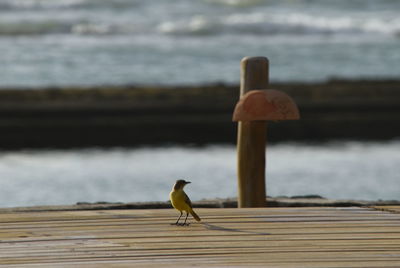 Bird perching on sea shore