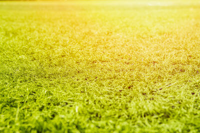 Full frame shot of green field