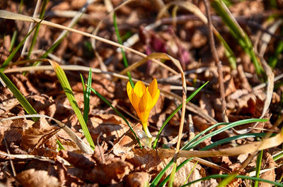 Close-up of yellow crocus flowers on field