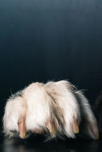 Close-up of a dog over black background