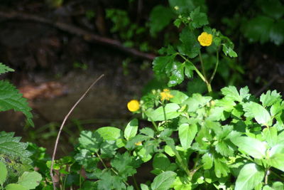 Close-up of yellow flowering plant