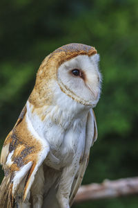 Close-up portrait of owl