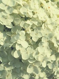 Full frame shot of flowers