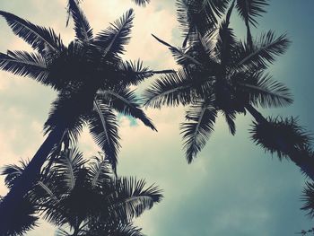 Low angle view of palm tree against sky