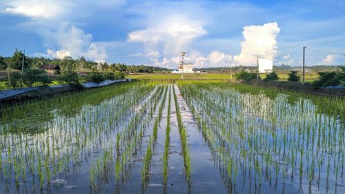 Scenic view of agricultural field against sky