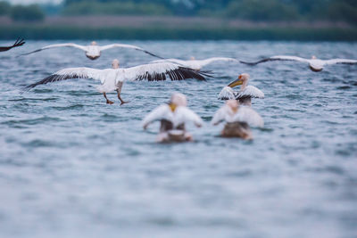 Seagulls flying over sea