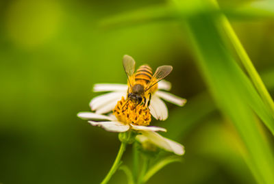 Close-up of butterfly pollinating on flower