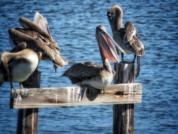 Birds perching on wooden post in sea