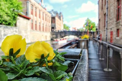 Close-up of yellow flowering plant by canal in city