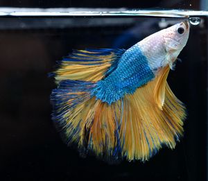 Close-up of fish swimming in sea
