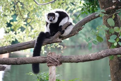 Low angle view of monkey on tree