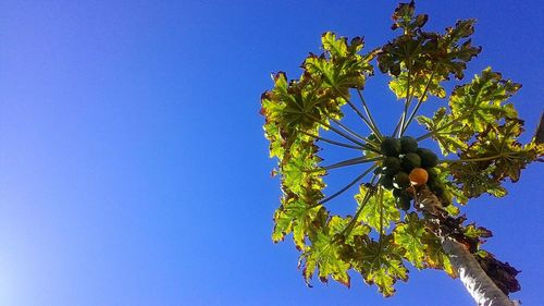 Low angle view of flower tree against clear blue sky