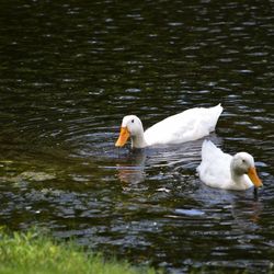 Swans swimming in lake