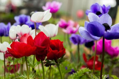 Close-up of colorful flowers growing in field