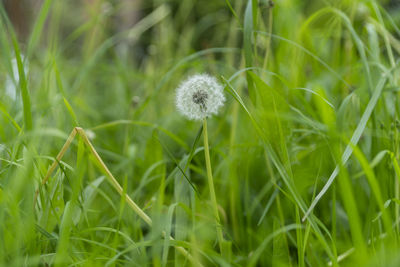 Close-up of dandelion on field