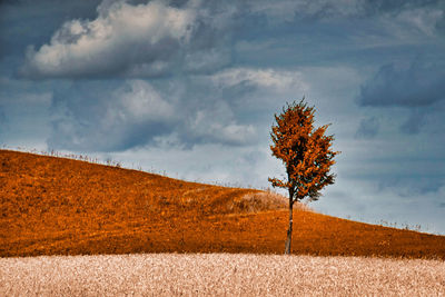 Tree on field against sky during autumn