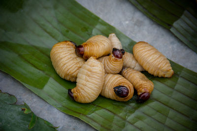 High angle view of snail on leaves