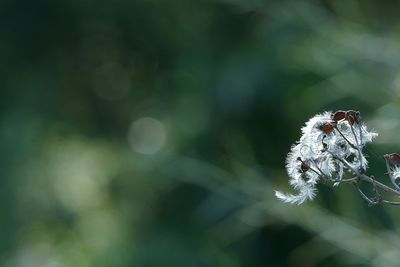 Close-up of insect on plant