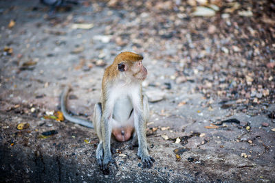 Macaque monkey looking away