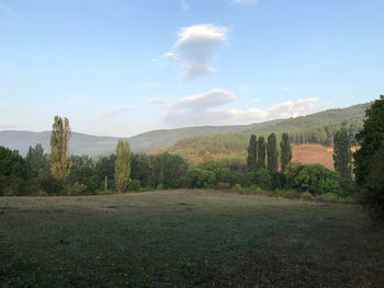 Trees on field against sky