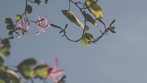 Low angle view of flowering plant against sky