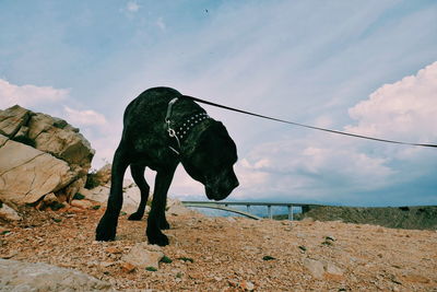 View of elephant on land against sky