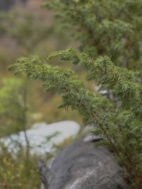 Close-up of tree