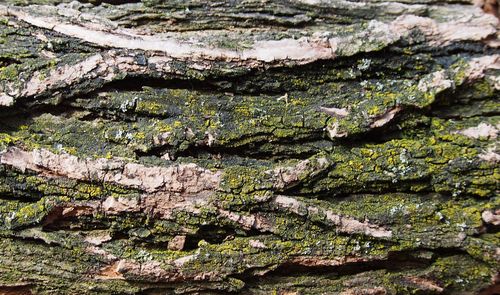 Full frame shot of weathered moss covered log