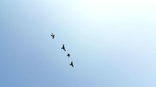 Low angle view of birds flying in sky