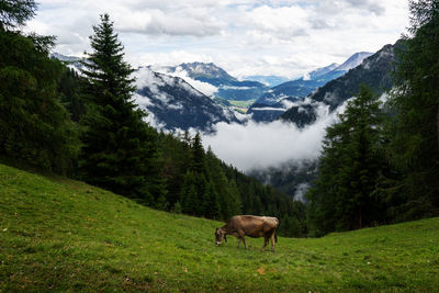 Horses on a field