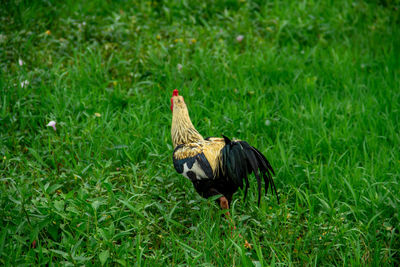 Rooster on grassy field