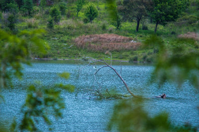 View of birds in lake