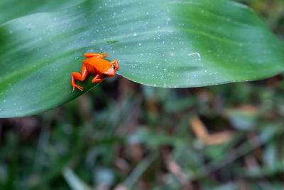 Close-up of red rose flower