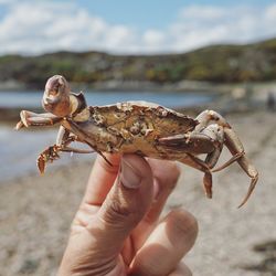 Close-up of hand holding crab on beach against sky