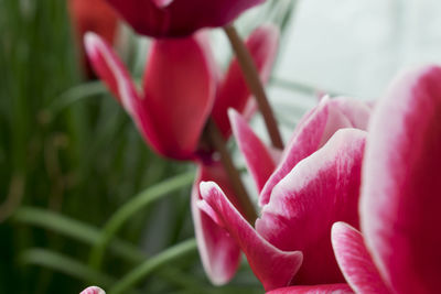 Close-up of pink flower blooming outdoors