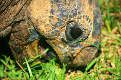 Close up of turtle