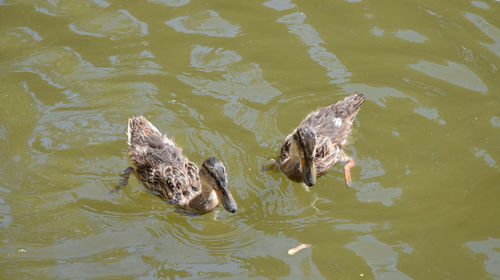 High angle view of turtle swimming in lake