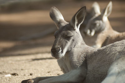 Kangaroos on sunny day